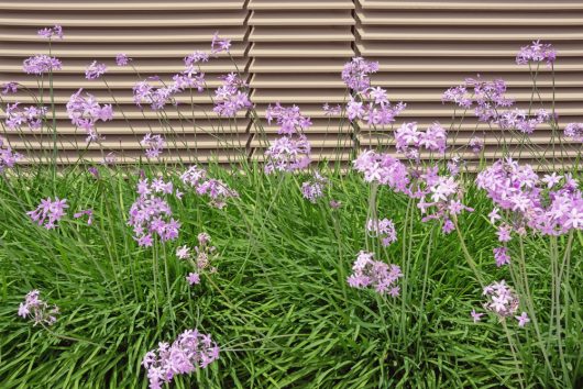 The Tulbaghia 'Fairy Star' 6" pot, with lilac-like flowers and green leaves, beautifully complements a metal slatted wall.