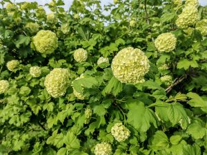 The Viburnum 'Chinese Snowball Viburnum' in an 8" pot blooms with green spherical flowers on a lush bush of broad leaves, perfect for vibrant displays.