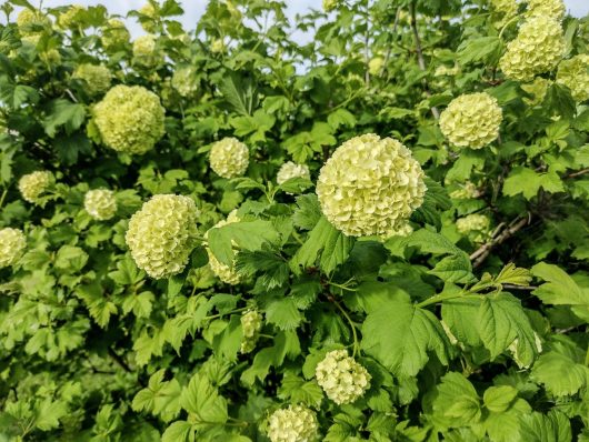 The Viburnum 'Chinese Snowball Viburnum' in an 8" pot blooms with green spherical flowers on a lush bush of broad leaves, perfect for vibrant displays.