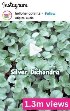 Close-up of Silver Dichondra plant leaves, a contemporary favorite, with 1.3 million views on Instagram.