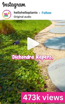 Instagram post showcasing a contemporary garden path lined with stylish Dichondra Repens plants. The post has garnered an impressive 473k views.