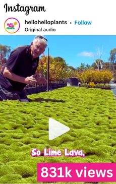 A person stands excitedly behind a stylish, contemporary patch of vibrant green plants. The overlay text reads "So Lime Lava," with "831k views" displayed at the bottom.