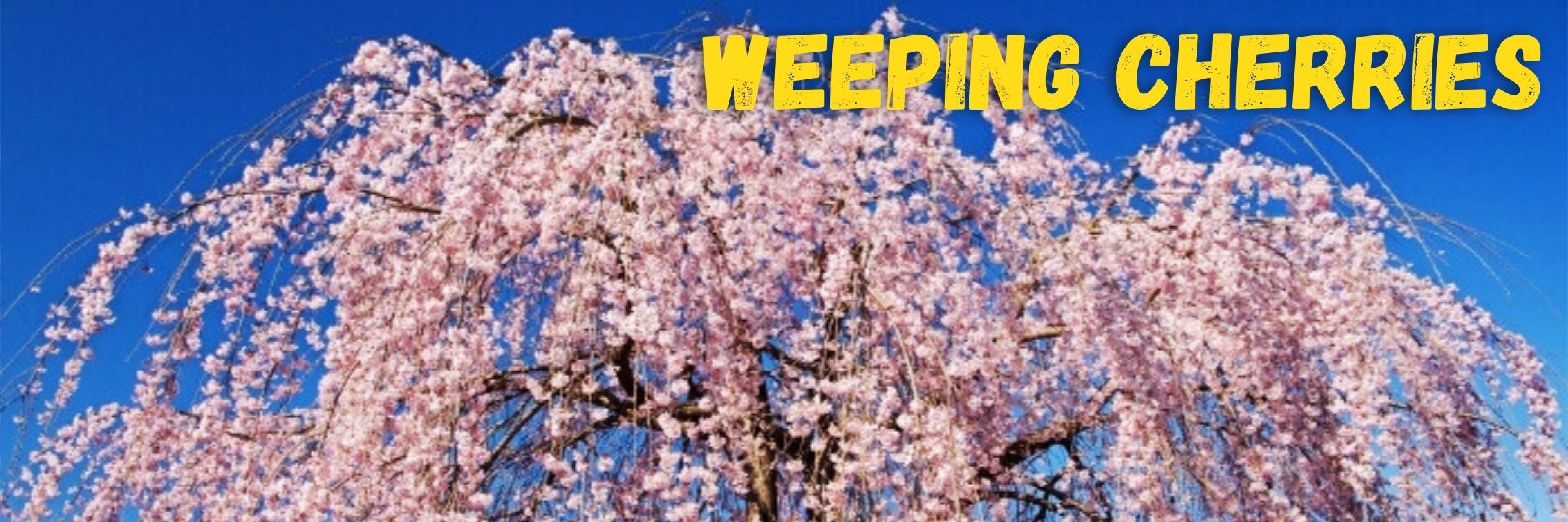 A weeping cherry tree with pink blossoms graces the blue sky, while above, the bold yellow text reads "Weeping Cherries." Celebrate this Boxing Day Sale with a touch of springtime beauty.