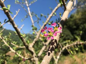 Pink flowers bloom on a tree branch against a clear blue sky and green hills in the background.