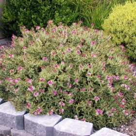 Dense green shrub with pink flowers, surrounded by gray stone edging in a garden setting.