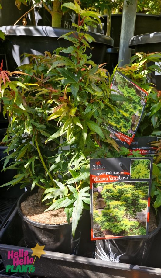 The Acer 'Mikawa Yatsabusa' Japanese Maple in a 6" pot showcases lush green foliage and includes care instructions for optimal growth.