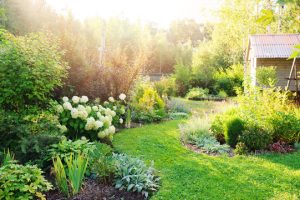 A sunlit garden brimming with many benefits of gardening, featuring green lawns, various plants, and a small wooden shed on the right. The lush scene bursts with white flowers and dense foliage, offering serenity and joy to those who tend it.