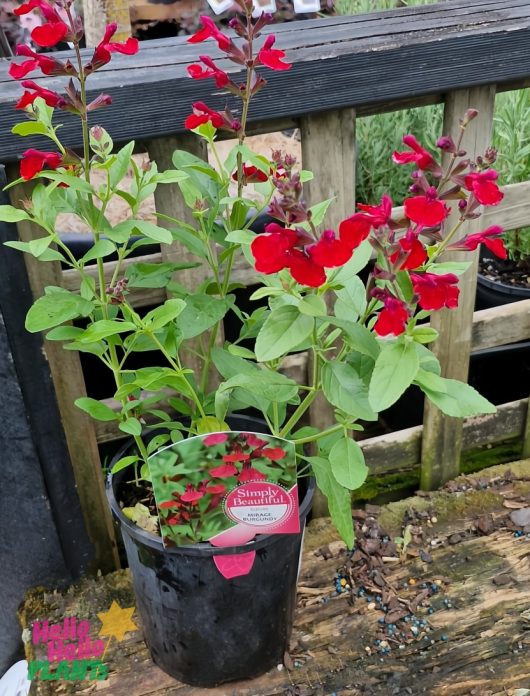 A Salvia Mirage 'Burgundy' plant in a 6" pot sits gracefully on a wooden surface with vibrant red flowers and lush green leaves, next to a railing.