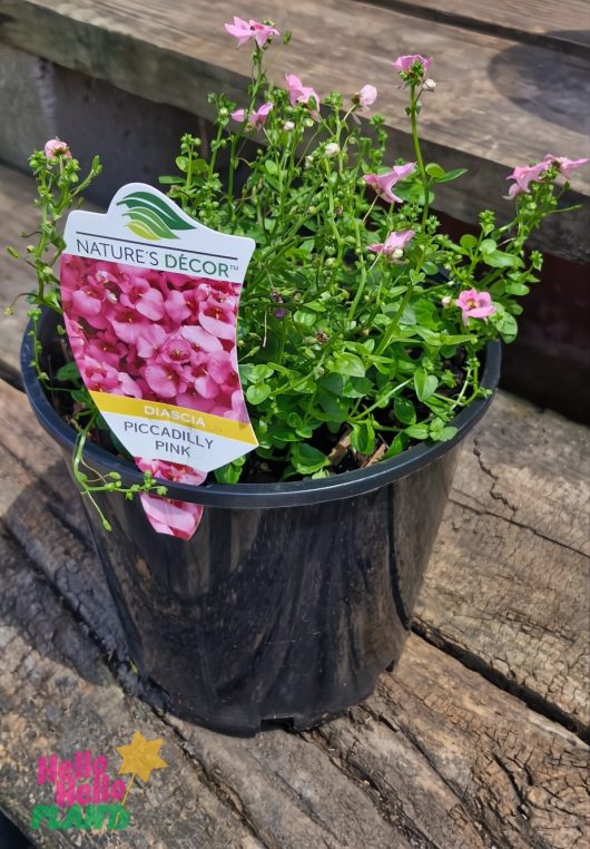 A 4" black pot labeled "Nature's Décor, Diascia 'Piccadilly™ Pink'" displays vibrant pink blossoms elegantly on wooden planks.