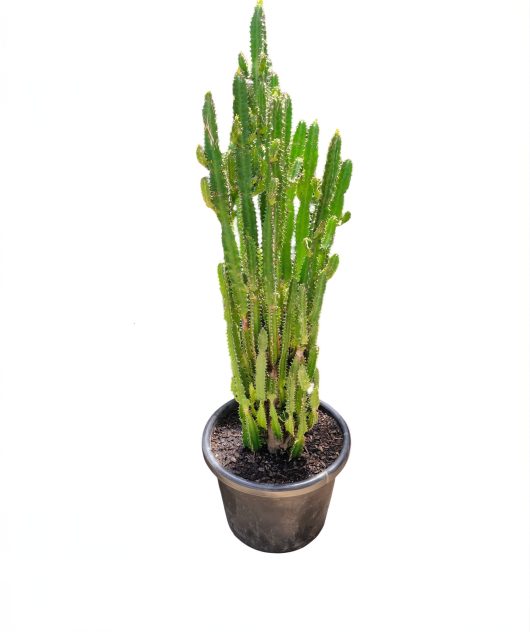 A tall, green Euphorbia 'African Milk Tree' cactus with multiple spines is freshly potted in a 16" black pot filled with soil and isolated on a white background.