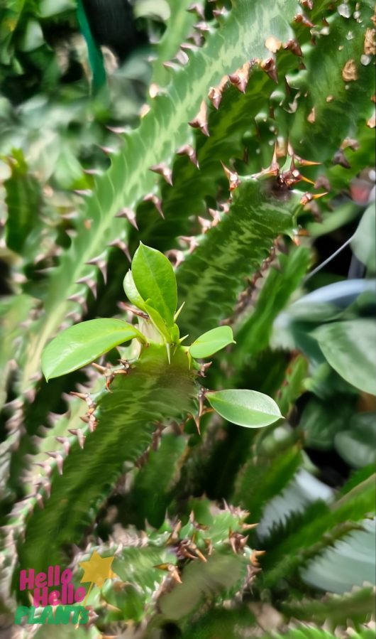 A close-up of an Euphorbia 'African Milk Tree' Cactus, with small green leaves emerging between spines. The "Hello Hello Plants" logo is in the bottom left corner.