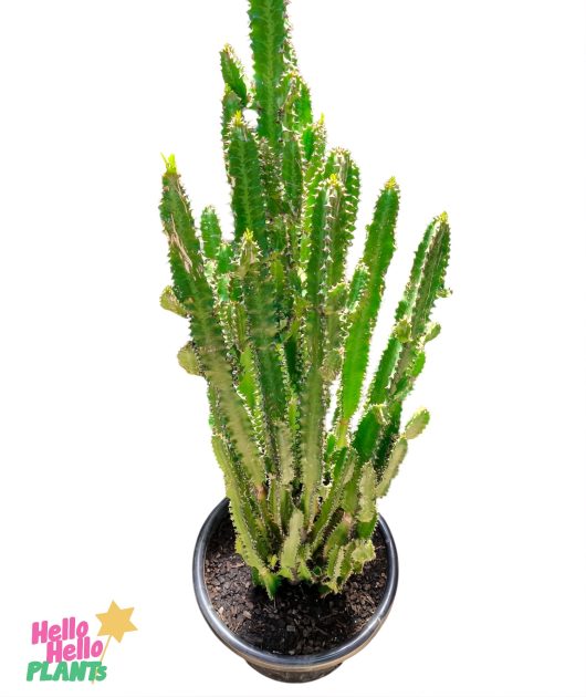 Euphorbia 'African Milk Tree' Cactus with multiple green stems in a 16" black pot against a white background.