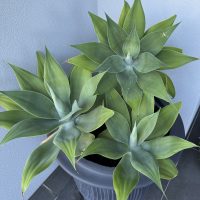 Three green succulent plants in a black pot on a tiled floor against a gray wall.