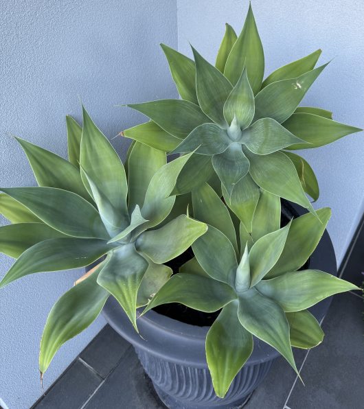 Three green succulent plants in a black pot on a tiled floor against a gray wall.