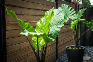 The large, green leaves of the 'Alocasia Dark Star' in a 7" pot boast intricate patterns like dragon scales, elegantly enhancing the space before a wooden fence.