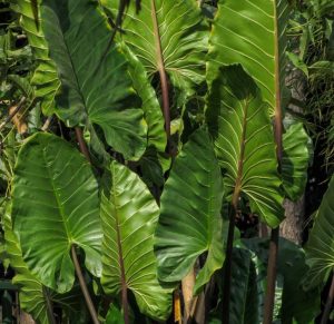 Alocasia 'Imperial Red' 8" Pot features large, lush green tropical leaves with prominent veins reminiscent of Dragon Scale, partially shadowed by sunlight to create a dense and vibrant natural scene.