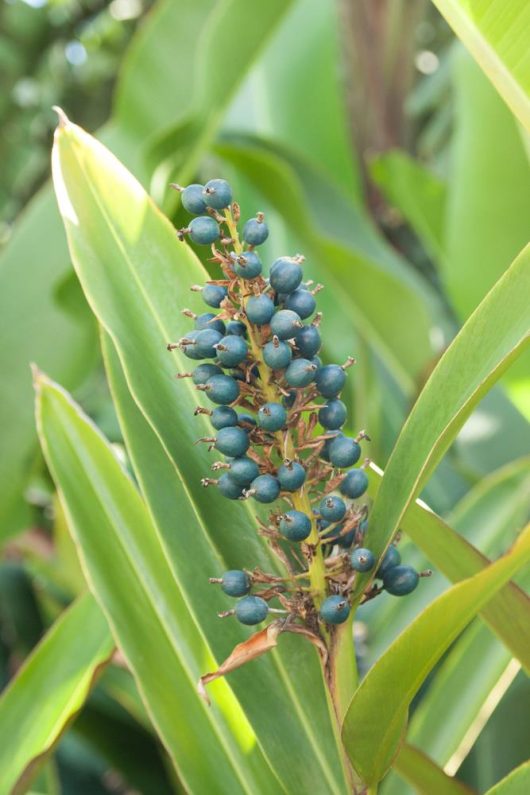 Small, round blue-green berries on a stem are embraced by long, pointed green leaves, capturing the exotic allure of an Alpinia 'Dwarf Cardamom' Shell Flower Ginger planted in an 8" pot.