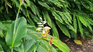 Alpinia 'Green Shell Ginger' displays clusters of white and orange flowers amid dense green foliage.