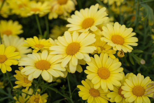 The Argyranthemum 'Yellow' Marguerite Daisy showcases vibrant yellow petals that stand out beautifully against the lush green foliage.