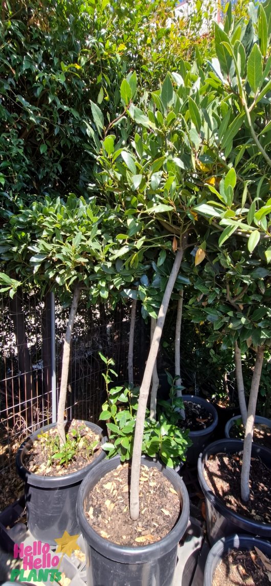 Multiple Laurus 'Bay Tree' 20" pots adorn the outdoor space, with their slender trunks and dense green foliage elegantly set against a tall hedge.