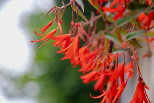 Close-up of Begonia 'Bolivian Fire' 10" in a hanging basket, showcasing vibrant orange elongated petals against a blurred green backdrop.