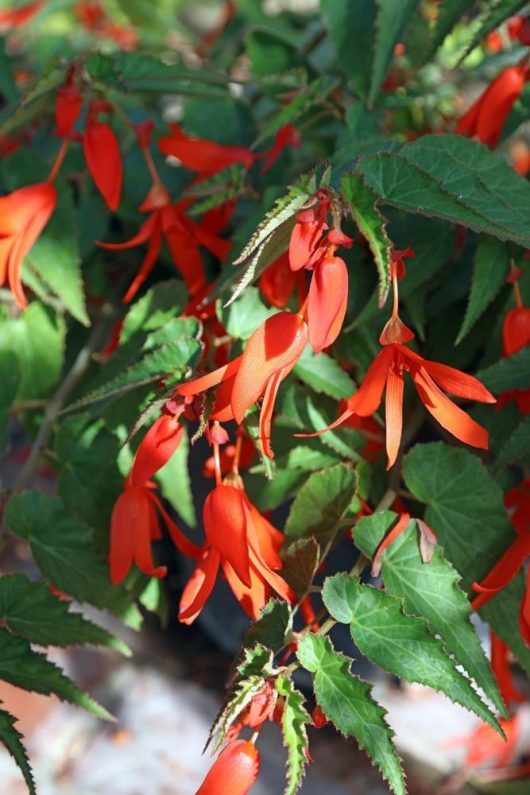 The bright red fuchsia-like flowers of Begonia 'Bolivian Fire' 10" (Hanging Basket) hang from leafy green stems in natural sunlight, resembling the vibrant beauty of tuberous begonias.