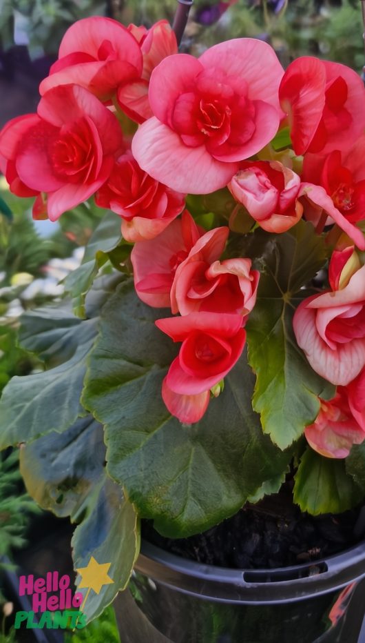 A Begonia Tuberous 'Watermelon Red' 7" (Hanging Basket) features vibrant pink and red flowers, large green leaves, and a small "Hello Hello Plants" logo in the lower left corner.