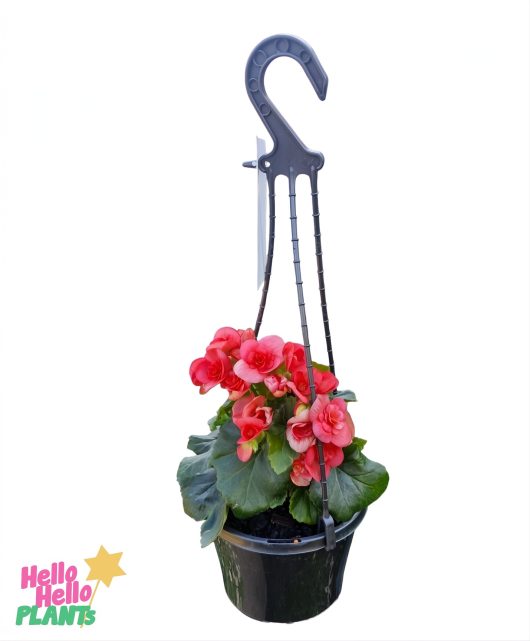 The Begonia Tuberous 'Watermelon Red' 7" in a hanging basket features elegant pink blooms cascading from a plastic planter with a curved hook, all set against a crisp white background.