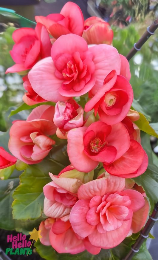 Close-up of vibrant Begonia Tuberous 'Watermelon Red' flowers with lush green leaves in a 7" hanging basket. Logo at the bottom left corner reads "Hello Hello Plants.