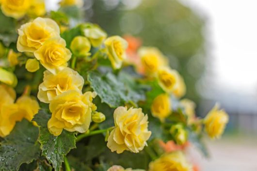 A close-up of Begonia Tuberous 'Yellow and Red Edge' 7" in a hanging basket reveals their blossoms mingling with yellow roses, green leaves creating a lush backdrop against a softly blurred background.