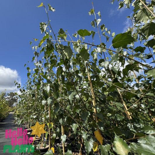 Young Betula 'Moss White' Silver Birch trees with green leaves are staked and set against a blue sky. A logo reading "Hello Hello Plants" is in the bottom left corner, highlighting the 10" Pot Growers Flash Sale!.