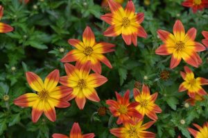 The Bidens 'Fireside' 10" hanging basket features vibrant yellow-orange star-shaped blooms against lush green foliage, creating a stunning display ideal for any setting.