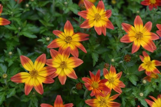 The Bidens 'Fireside' 10" hanging basket features vibrant yellow-orange star-shaped blooms against lush green foliage, creating a stunning display ideal for any setting.