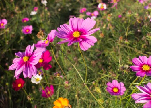 Pink and purple cosmos flowers bloom in a lush garden, surrounded by green foliage and other colorful flowers.