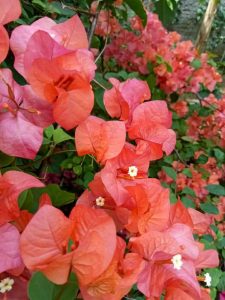 Vibrant pink and orange flowers from the Bougainvillea bambino 'Zuki' 8" Pot bloom beautifully with lush green leaves in a charming garden setting.