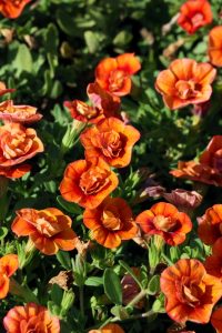 Vibrant orange flowers with layered petals bloom among green leaves in a garden set against the striking hues of Calibrachoa 'Double Red' 6" Pot.