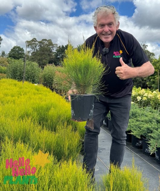 Amidst lush greenery at the Growers Flash Sale, a person in a dark shirt gives a thumbs-up while holding a potted plant. They're surrounded by vibrant plants, including the striking Casuarina 'Green Wave' PBR 8" Pot, in an energetic garden center.