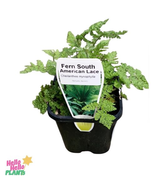 The 4" pot showcases the elegant Cheilanthes 'South American Lace Fern', with its scientifically named Cheilanthes myriophylla. The fern displays dark green, intricately lobed leaves that captivate.