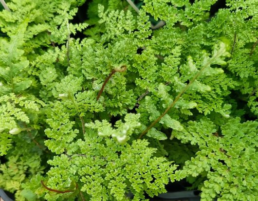 The delicately textured Cheilanthes South American Lace Fern displays its intricate patterns in a lush 4" pot, perfectly capturing nature's artistry.