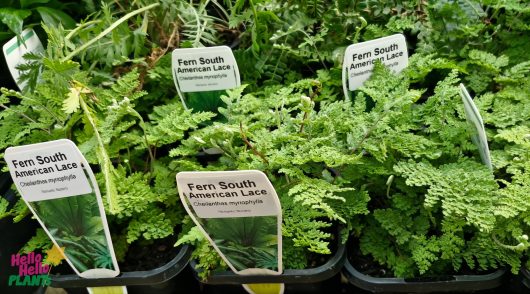 The garden center is showcasing the Cheilanthes South American Lace Fern in elegant 4" pots with labels.