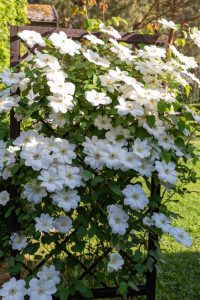 Clematis montana 'Alba' blooms beautifully on a wooden trellis in a sunny garden.