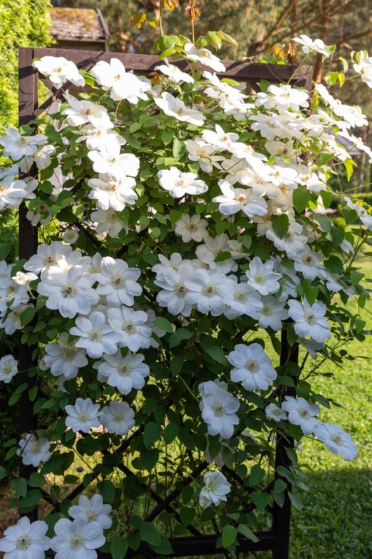 Clematis montana 'Alba' blooms beautifully on a wooden trellis in a sunny garden.