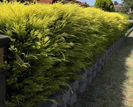 Lush green hedges growing atop a stone retaining wall in a landscaped garden with a clear blue sky in the background.