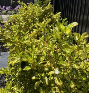 Glossy green-leafed shrubs line a garden bed beside a black fence, with purple flowers visible in the background.