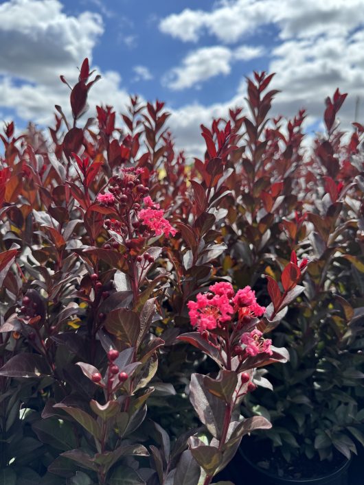 Under a partly cloudy sky, Lagerstroemia 'Pinky Pink™' Crepe Myrtle in a 6" pot beams with red leaves and bright pink flowers.