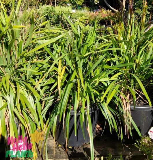 In a garden setting, several 8" pots of Dianella caerulea 'Blue Flax Lily' ornamental grass are elegantly displayed. These striking plants thrive, adding texture and charm to any landscape.