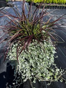 The Dichondra 'Silver Falls x Red Fountain Grass' Mix 12" Pot features long, reddish-brown grass-like leaves above and trailing Dichondra Silver Falls below, ideal for outdoor black ground cover.