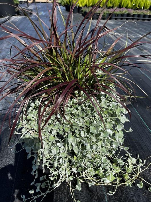 The Dichondra 'Silver Falls x Red Fountain Grass' Mix 12" Pot features long, reddish-brown grass-like leaves above and trailing Dichondra Silver Falls below, ideal for outdoor black ground cover.