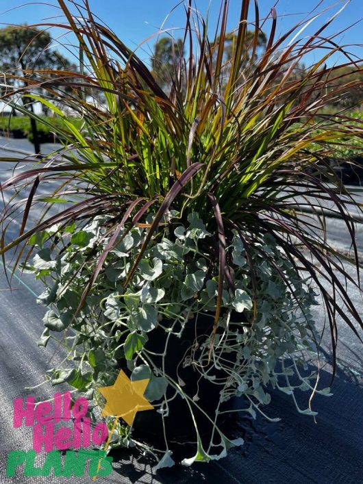 The Dichondra 'Silver Falls x Red Fountain Grass' Mix in a 12" pot features long, thin leaves above and cascading foliage underneath, elegantly displayed on a black mat.