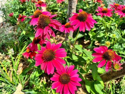 Echinacea Sunseekers® 'Mineola' in a 6" pot, featuring vibrant coral blooms and green foliage, thrives in a sunlit garden.